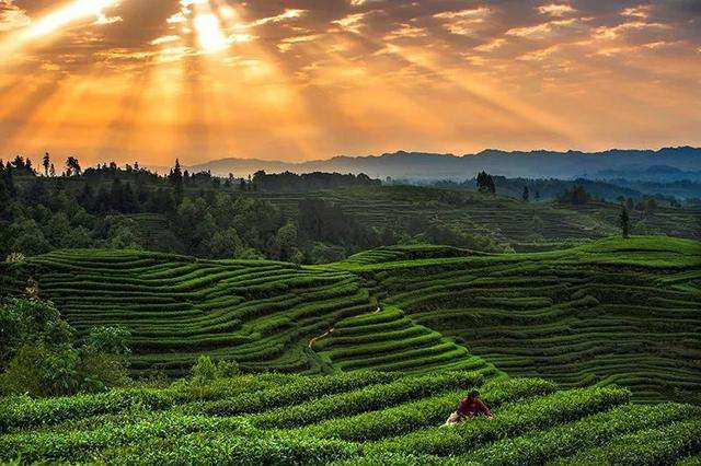 蒙顶山茶千年,蒙顶山禅茶文化史