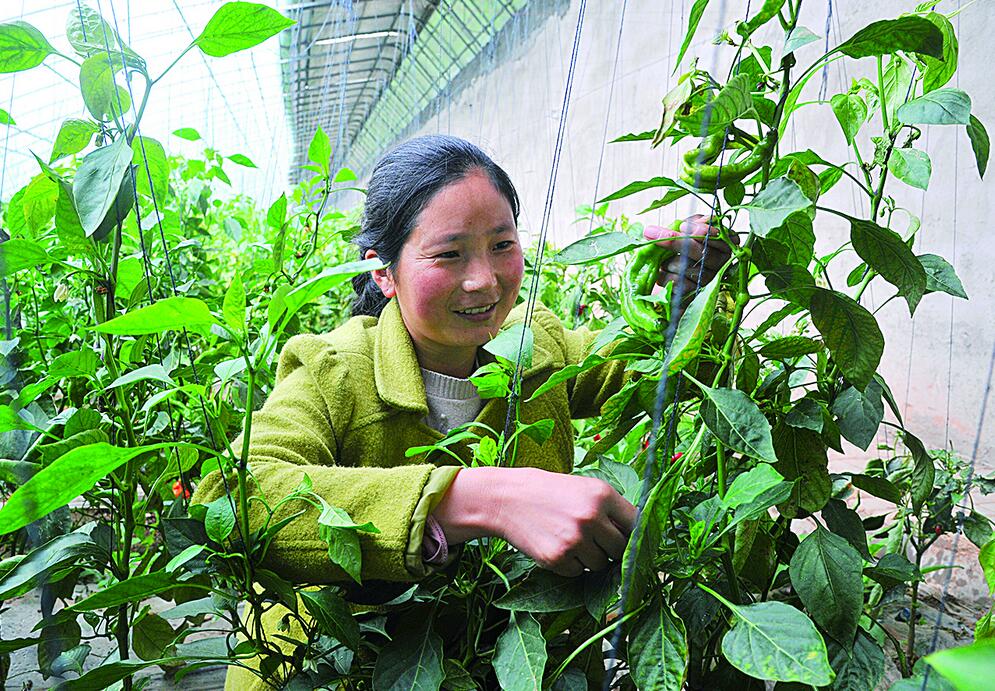 青海建设智能温室大棚多少钱,青海智能温室大棚报价