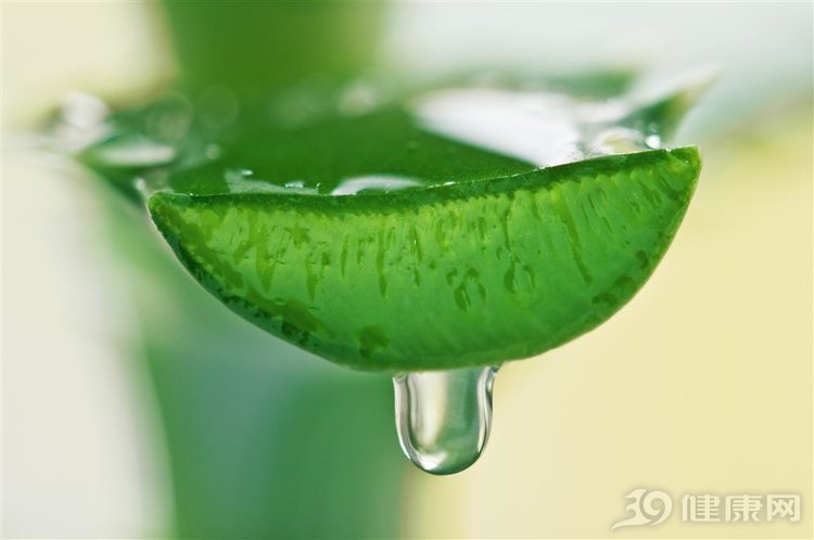 健康养生芦荟虽常见但功效惊人,原来芦荟不仅能治病还能美容