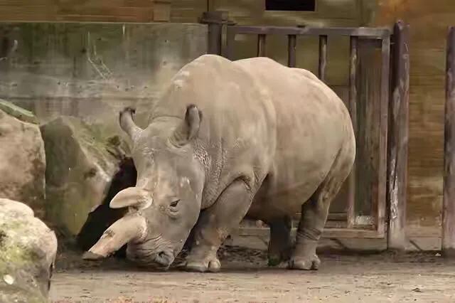 那些因为人类猎杀而灭绝的动物,因人类捕杀而灭绝的动物