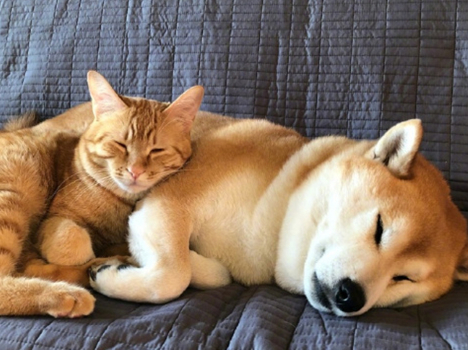 胖橘离奇暴瘦15斤,了解后才知,原是陪伴猫咪长大的柴犬过世了