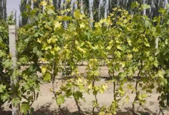 葡萄采摘后叶片快速黄化的办法,葡萄小苗叶片黄化不长怎么回事