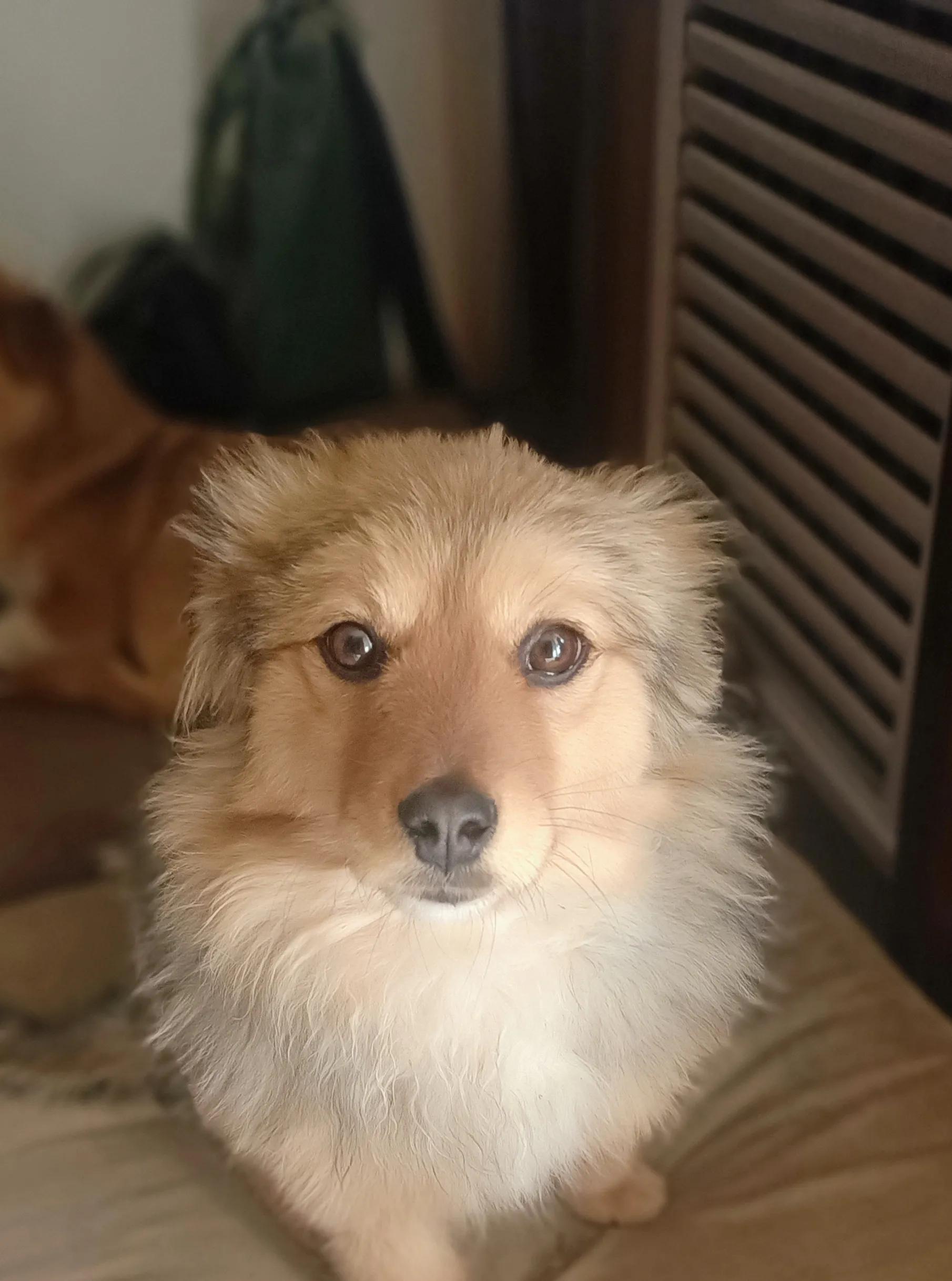 狗狗没有朋友怎么办,狗狗没有食物怎么处理