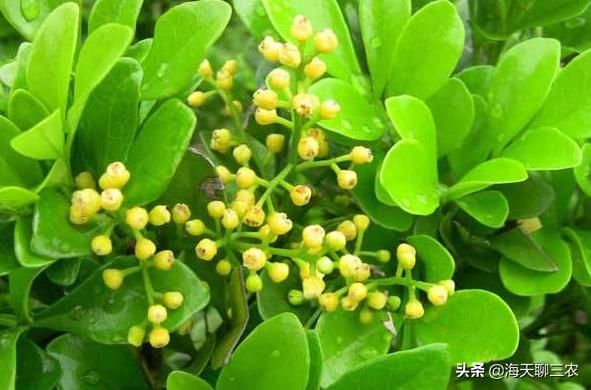 米兰如何种植视频讲解教程,南方四月米兰怎么种植