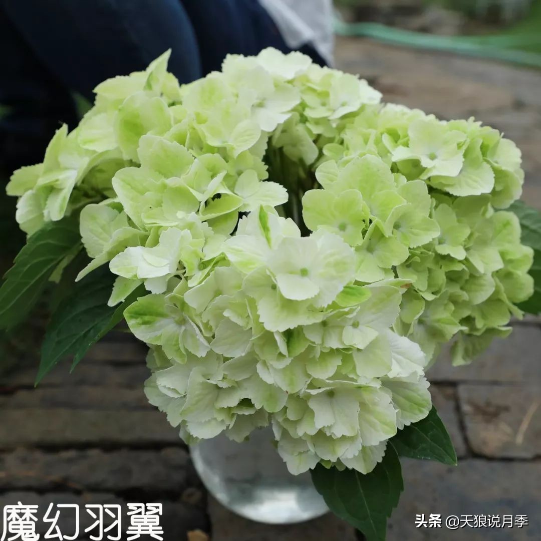 绣球季家里不缺花，全场8折迎初夏