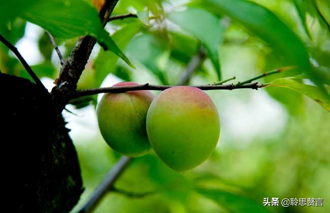 夏日诗句精选,30首夏日诗词人间最美是初夏