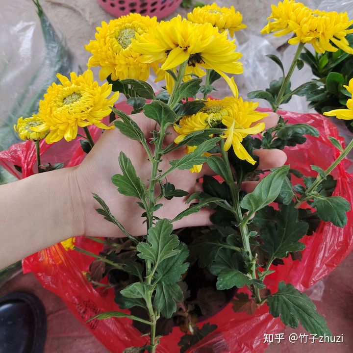 菊花苗怎样种植成活率高,拼多多上买的菊花种子是真的