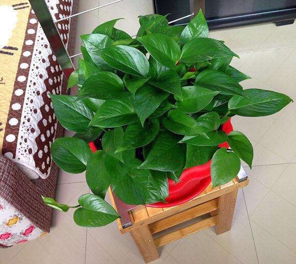 适合一年四季懒人养的绿植,这些绿植养在家里高级又实用