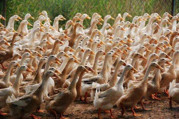 蛋鸭产蛋夜间管理技术要点,蛋鸭夜间管理技术视频