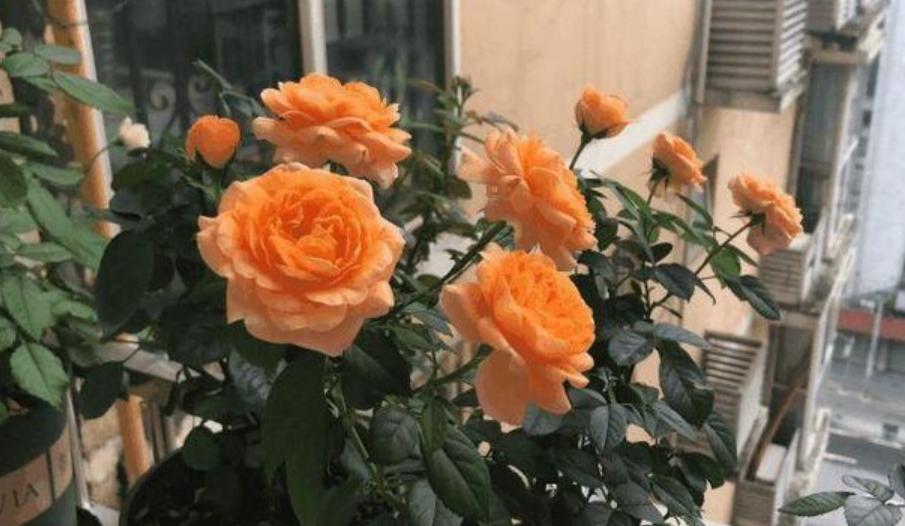 小苏打养花防烂根,小苏打养花方法花叶子发黄怎么办