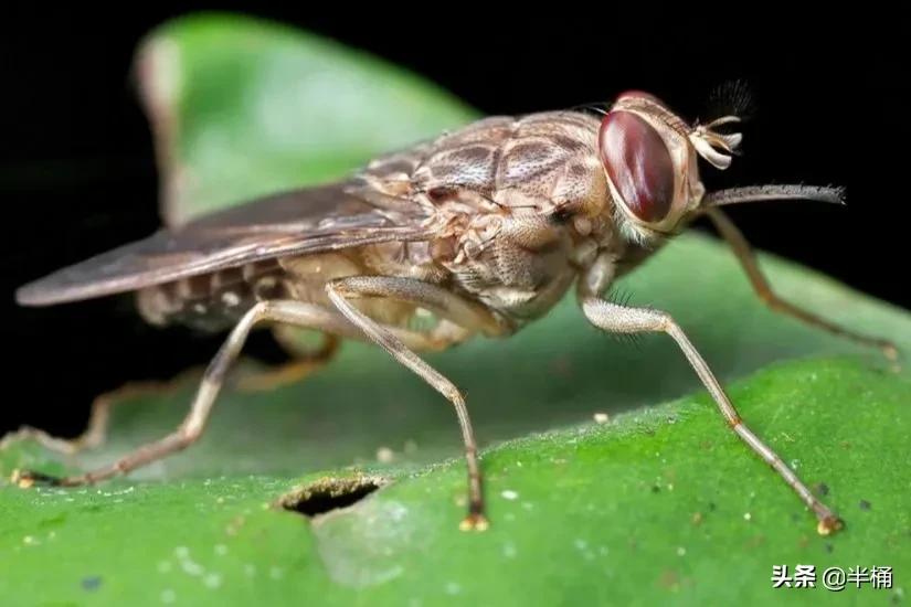 人被它咬会昏睡至死，非洲因它而贫穷，采采蝇究竟是何方神圣？