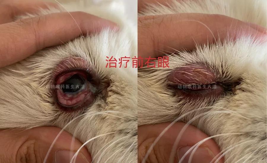 狗狗内分泌紊乱脱毛怎么治疗,狗狗皮肤一块块脱毛怎么治疗