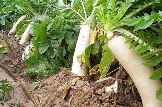 萝卜糠心的原因及防治方法,裂开的胡萝卜营养更好吗