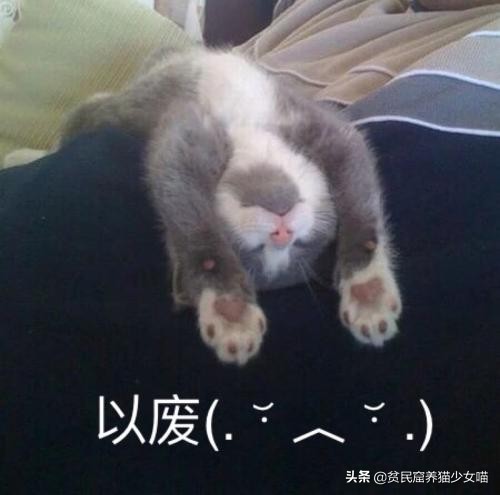 猫咪可以用什么驱蚊产品,夏天猫咪蚊香