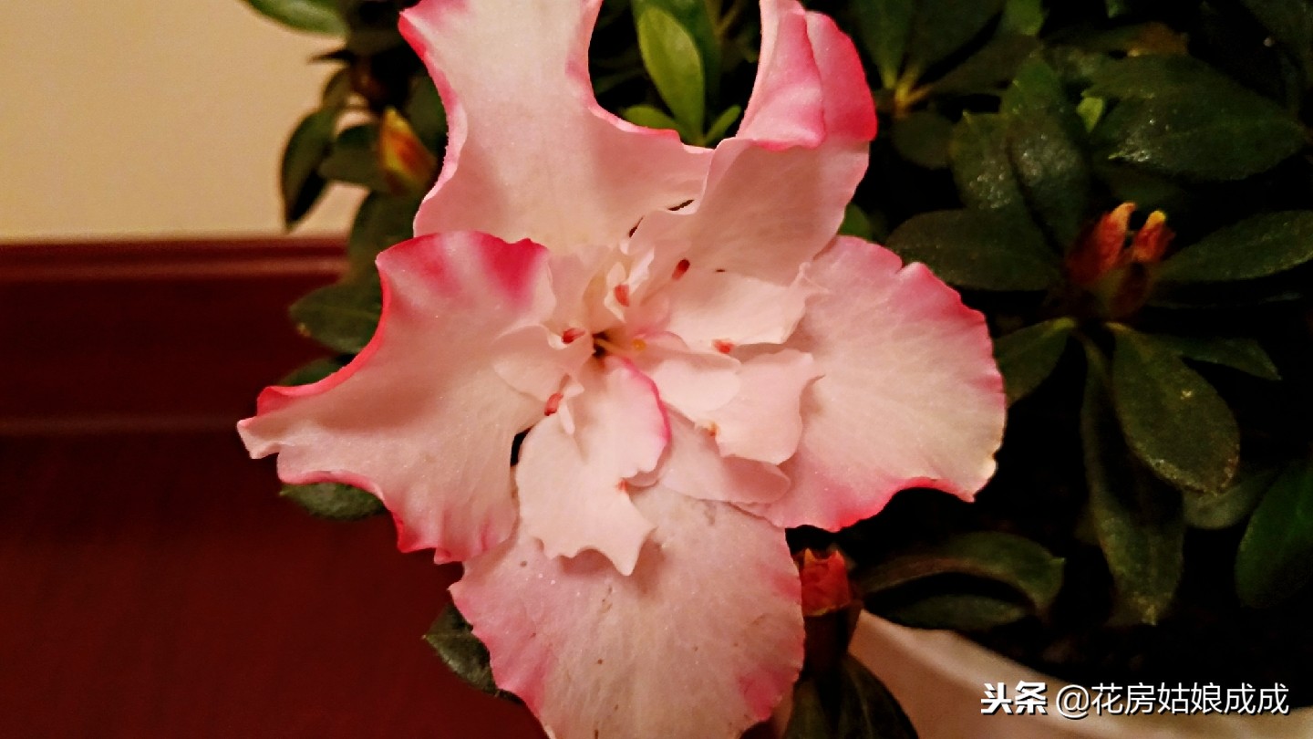 杜鹃花掉叶子怎么办,杜鹃花掉叶子严重怎么补救