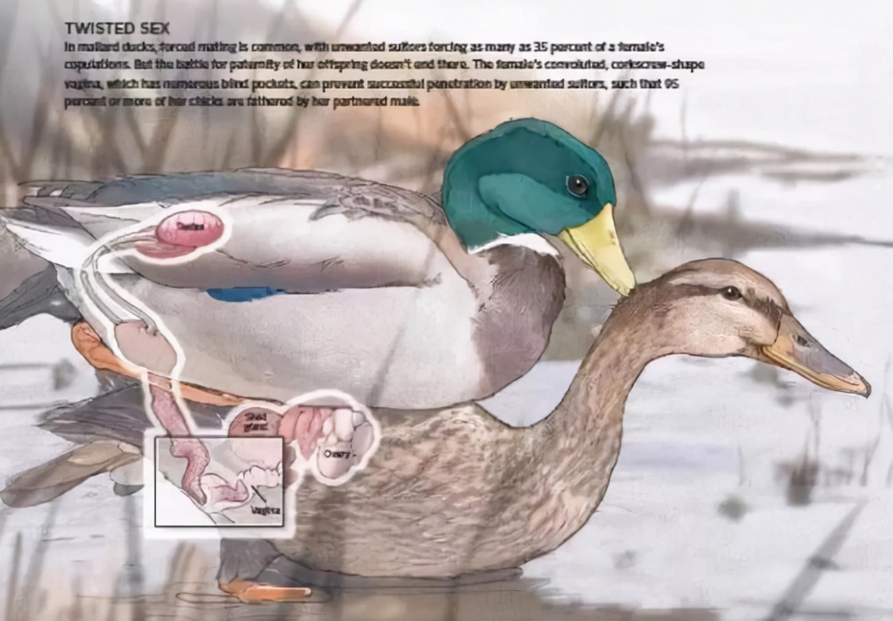 人生崽鸟下蛋!鸟类生殖、排尿、排便通道三合一,为何人类分开?