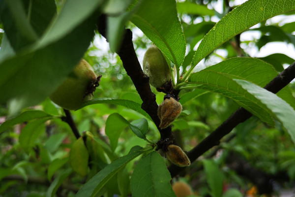 桃树成僵尸果怎么处理,桃树怎么管理才没有僵果