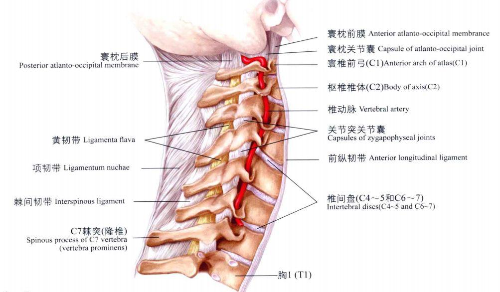 颈椎病的诊断及针灸治疗,长圆针可以治愈颈椎病吗