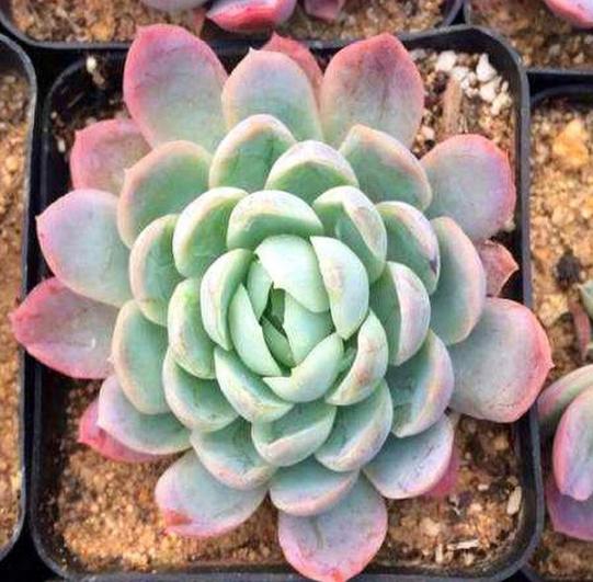 夏养多肉冰梅容易黑腐化水?盆栽往3方面下功夫,看着仙气飘飘