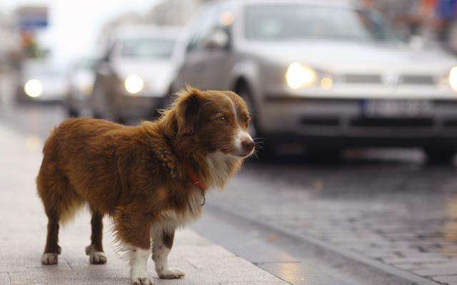 狗狗爱扑人怎么办教你一招,狗狗爱追着人叫怎么办