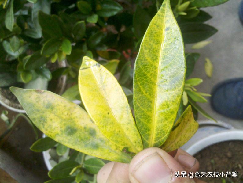 花卉绿植黄叶枯叶如何处理,花卉绿植黄叶原因是什么