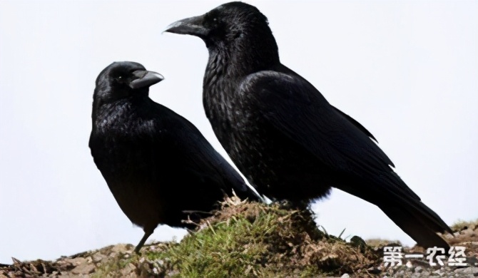 6个超乎想象的冷知识大全,10个难以置信的冷知识太奇葩了