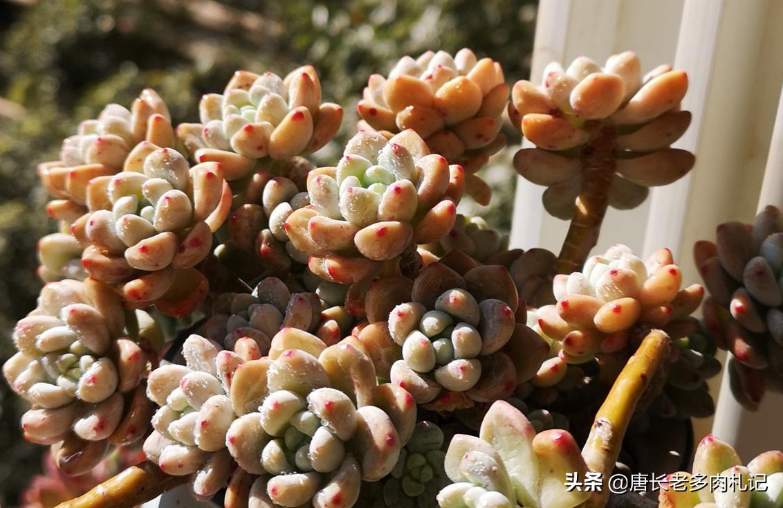 多肉劳尔发霉,劳尔多肉叶片