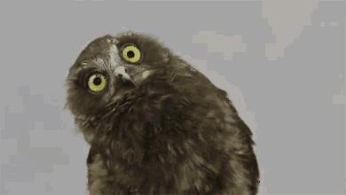 右眼跳财左眼跳灾的真相,左眼跳财右眼跳灾真的可以相信吗