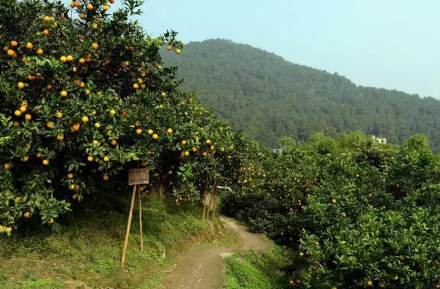 柑橘新梢生长缓慢缺什么,柑橘树太弱怎么挽救