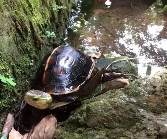 黄缘乌龟宠物,黄缘龟喜欢的植物