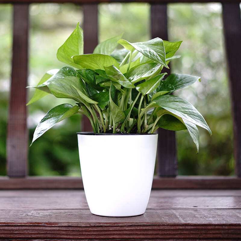 关于养绿萝植物的资料,比绿萝好养又喜阴的植物