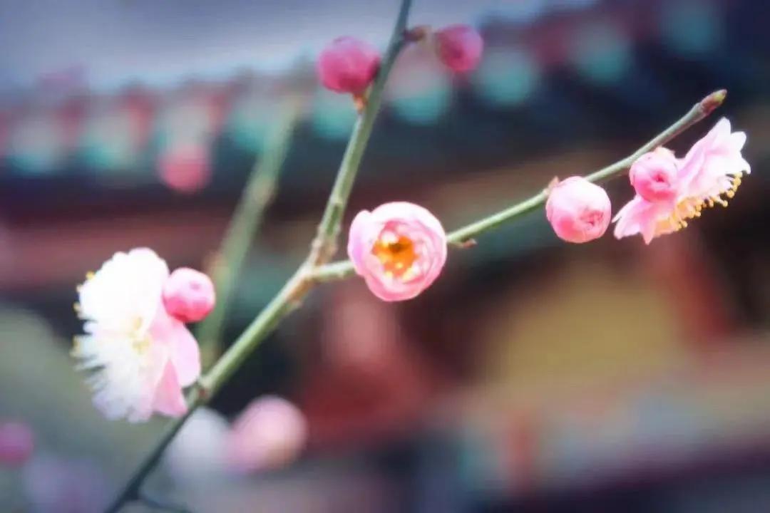 约惠女神节特优活动,约惠女神节优惠活动