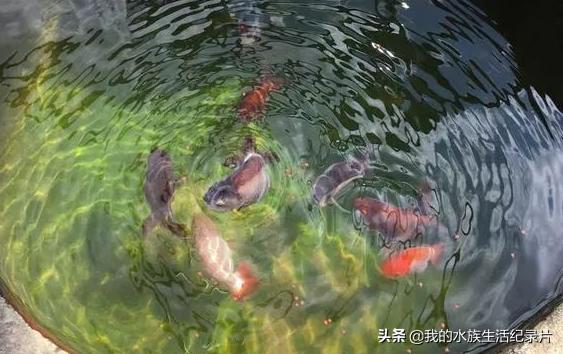 自制亚克力板过滤器,自制鱼缸用玻璃还是亚克力板好