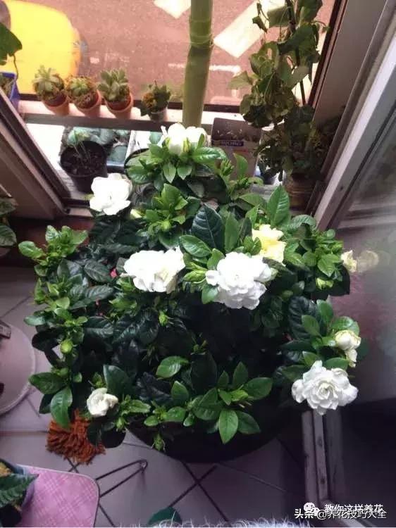 花土是碱性用什么肥,怎么知道花土是酸性还是碱性