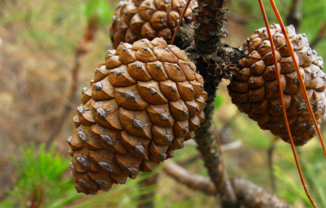 爬树打松子人工费一般多少钱一天,东北松子爬树采摘过程