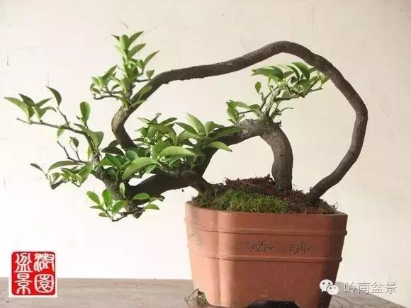 高桩金豆盆景大全,金豆双杆文人盆景欣赏