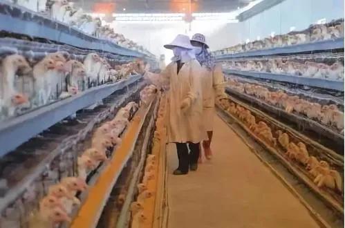 为啥阴雨天气产蛋率会不涨,蛋鸡产蛋率到70突然不升了咋办