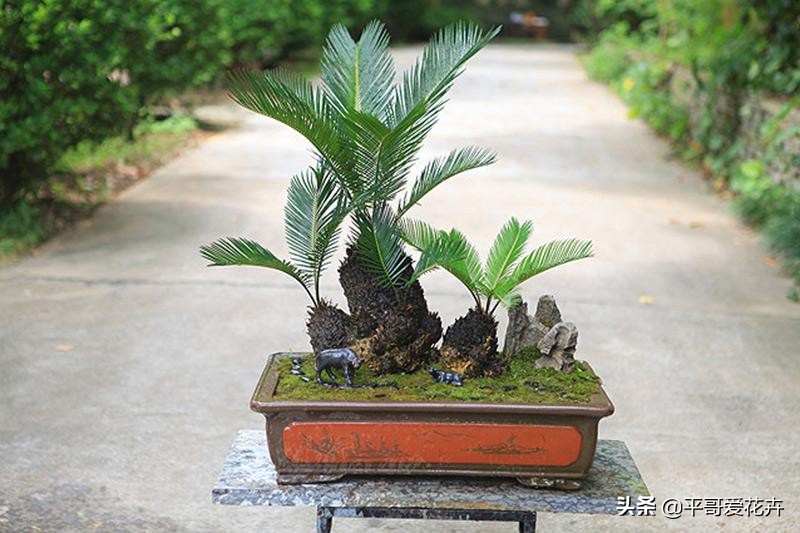 铁树叶子发黄干枯小妙招,红铁树叶子尖发黄怎么办