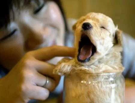 鐙楃嫍澶у叏鍙埍,鍙埍鐨勫皬鐙楃嫍閫佺粰鐖辩嫍浜哄＋