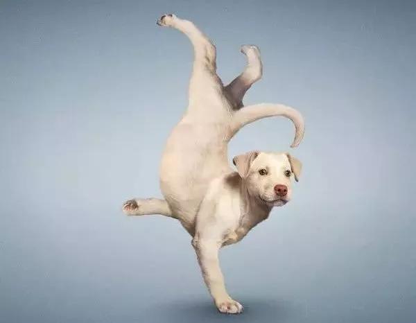 狗狗常见皮肤病种类,狗狗臀部常见皮肤病