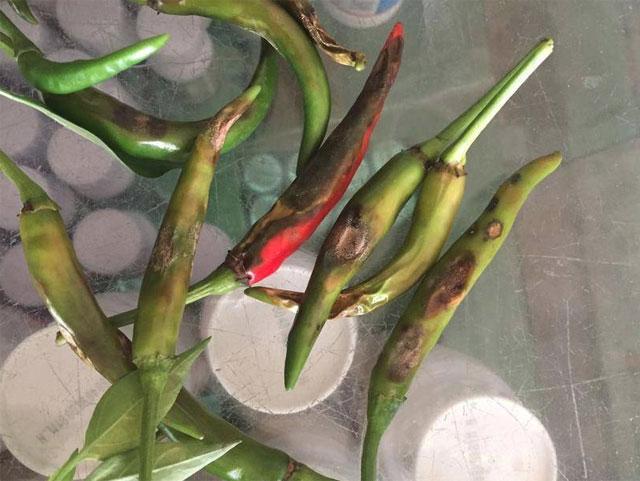 三农辣椒种植四忌要牢记,辣椒用药防治病害时间表