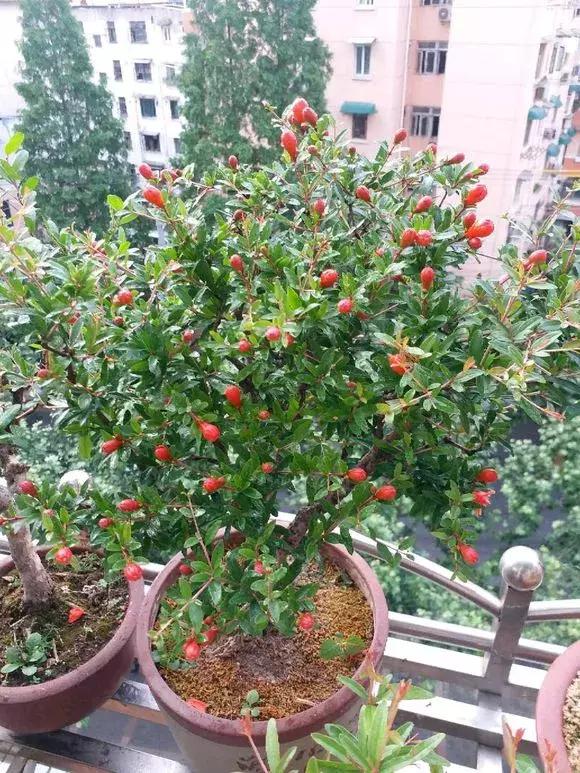 老花农不小心透露，花盆里倒3滴油，1个月爆盆，全年不用施肥