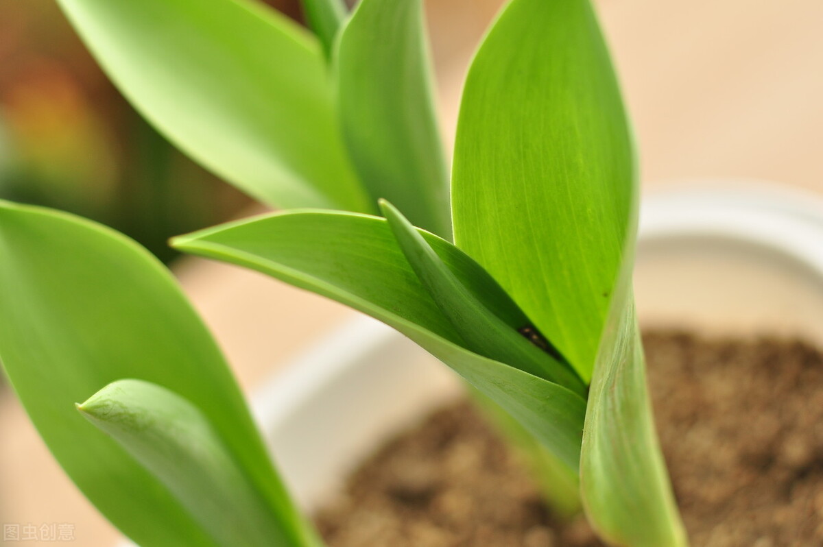 避免买花被坑,春天买花有什么坑