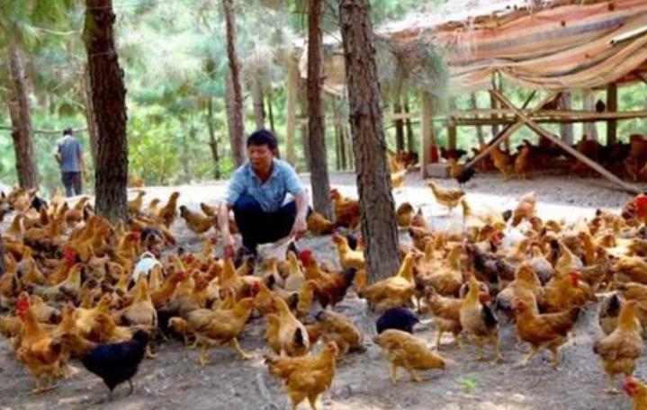 养鸡葡萄糖,养鸡喂什么长得快又防病