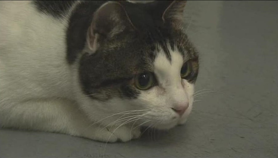 *男猛**必看！日剧日影中的9部治愈猫片，一起云吸猫吧