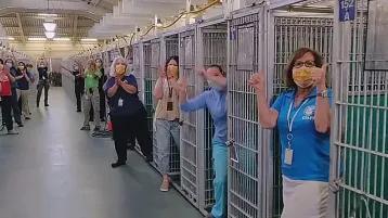 中国养狗的规矩,全国最严养狗条例