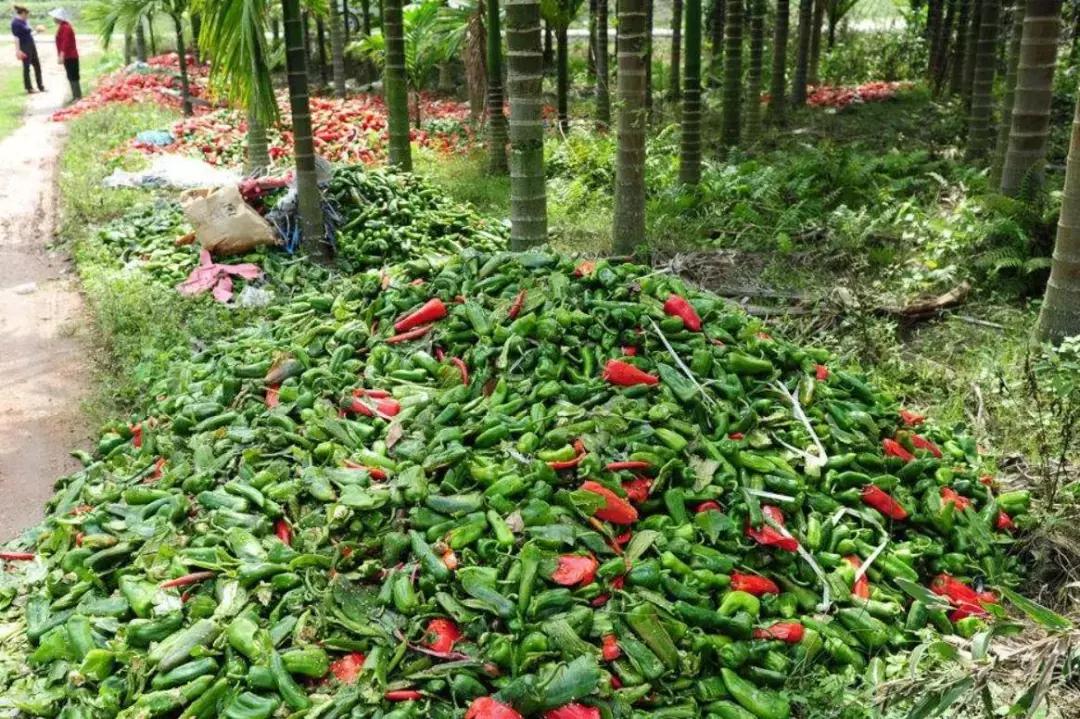 如果种了很多菜怎么快速卖,蔬菜滞销最快的解决方法