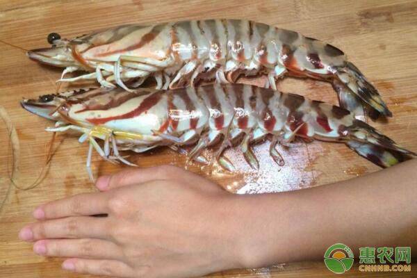 养殖日本对虾的最新技术,日本对虾的绿色养殖技术