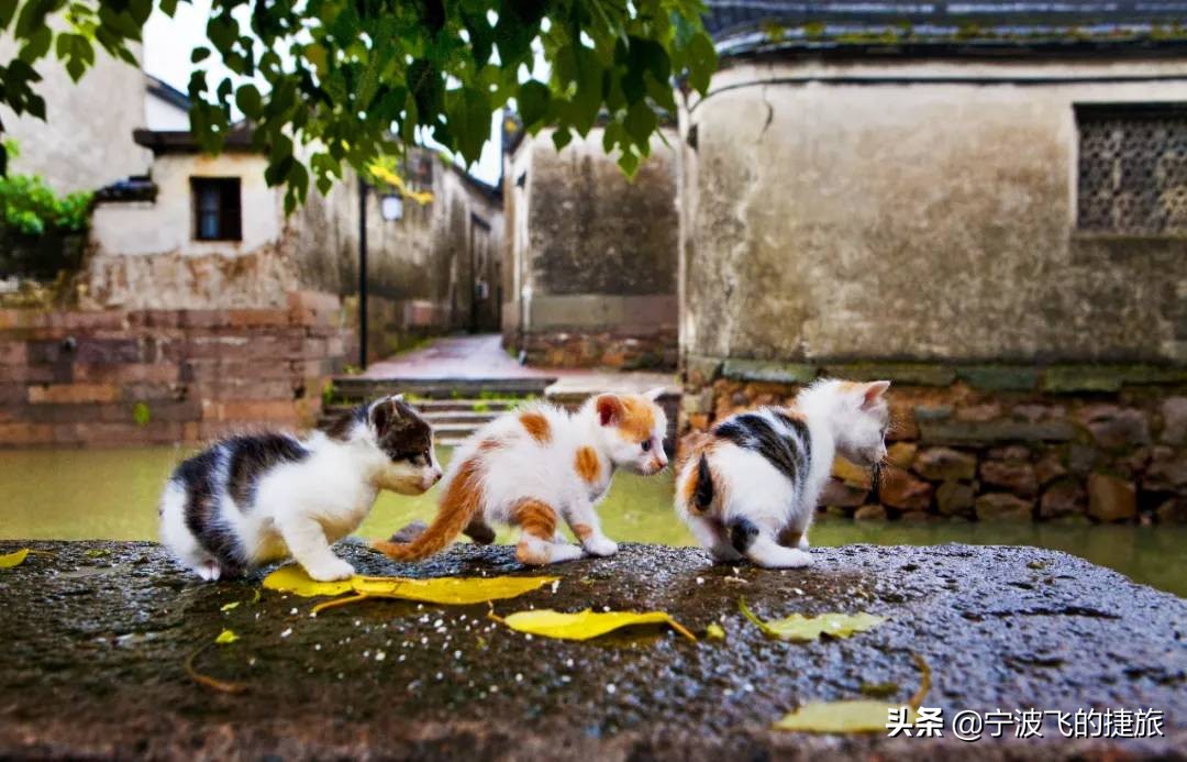 烟雨江南最美古镇,烟雨江南最美水乡古镇