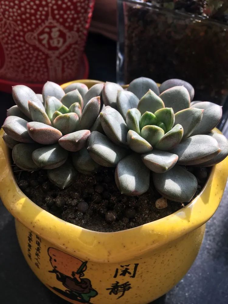 2021牛转乾坤砥砺前行,2021年牛转乾坤时来运转